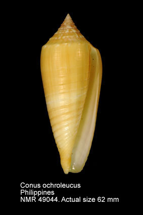 Conus ochroleucus.jpg - Conus ochroleucusGmelin,1791